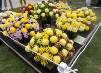 Lovely display of Chrysanthemums